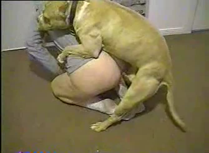Video :Bulldog fucking the big ass of a hot beastiality lover